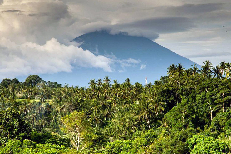 A jungle with a volcano in the background