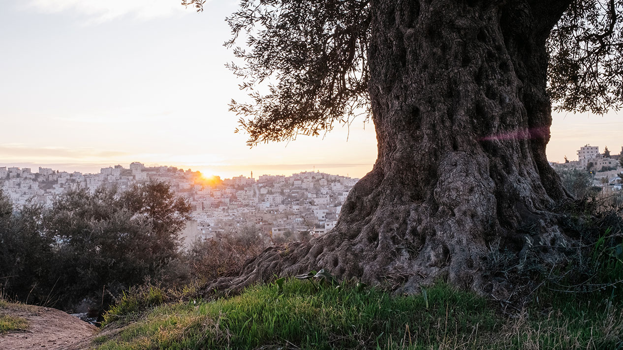Postcards for Palestine Image