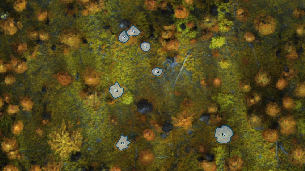 Differentiating whitebark pine (Pa) from other subalpine tree species using multispectral imagery in high elevation forests near Nelson, BC.