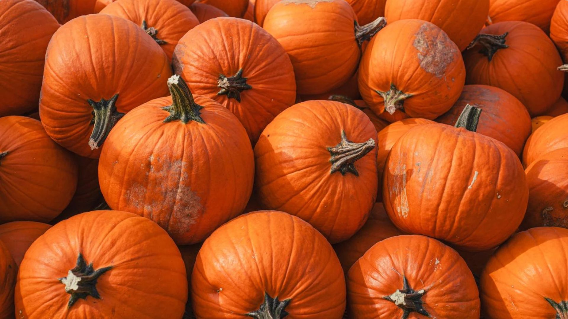pumpkins