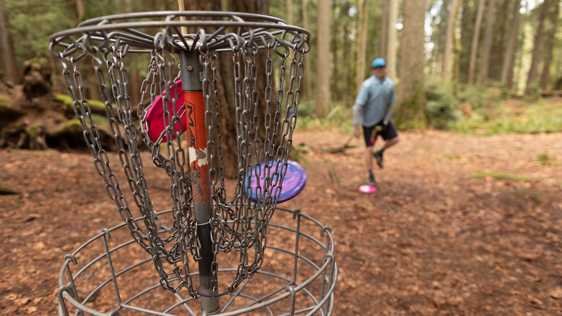 A close up of a disc golf basket in a forest