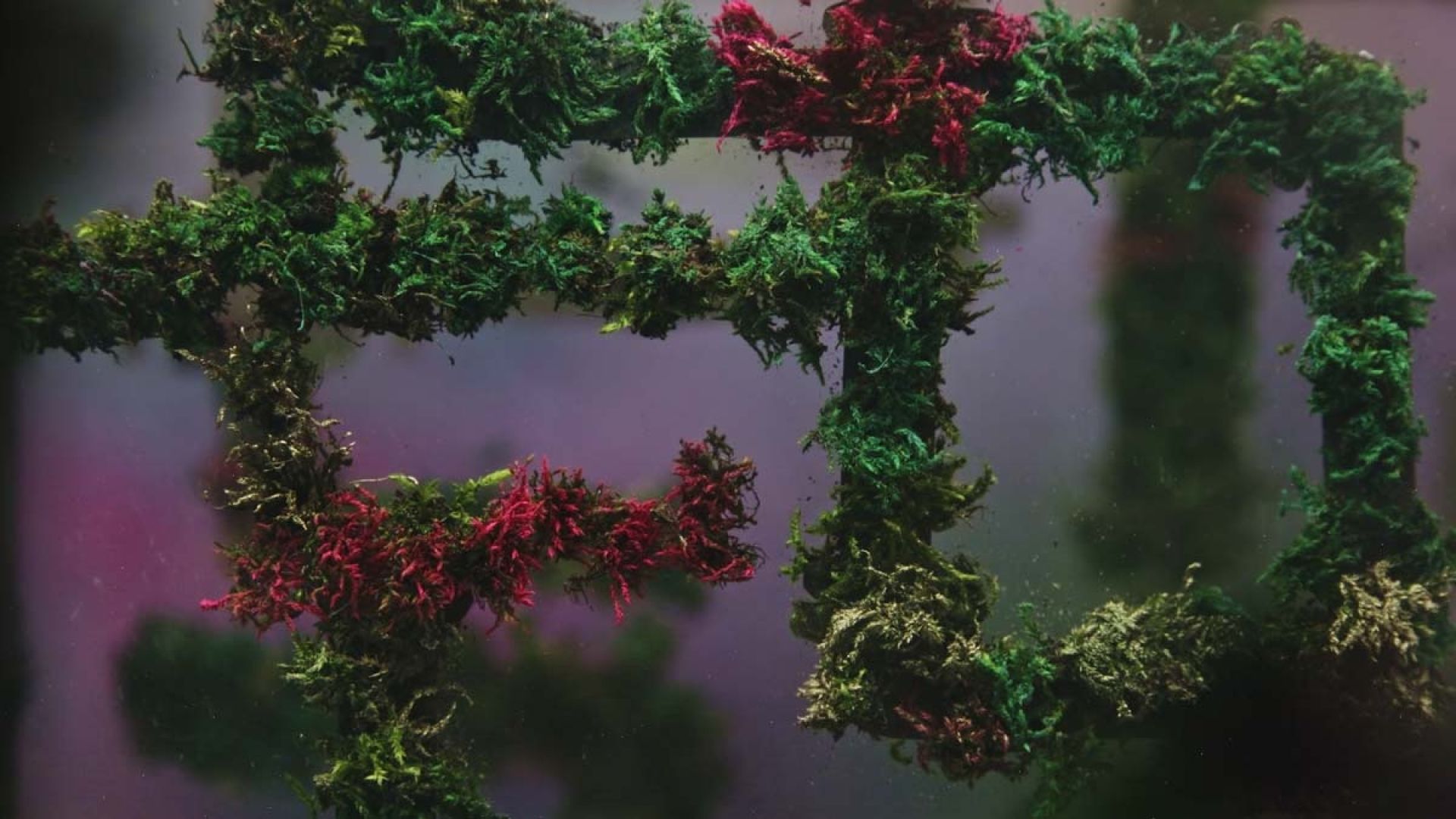 Pipes with greenery growing over them