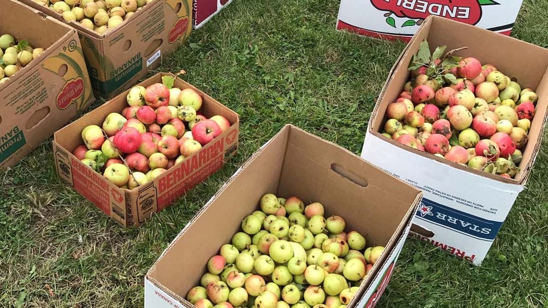 Boxes of apples