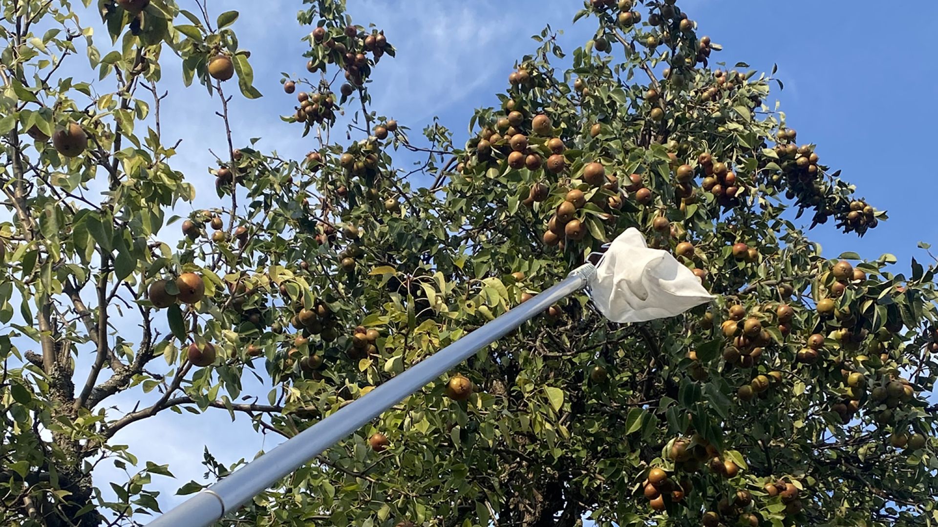 An apple tree on a sunny day