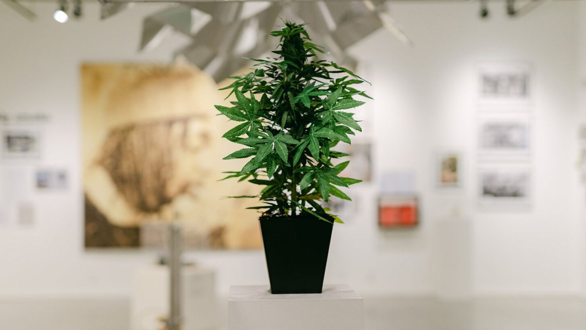 A cannabis plant in a black pot