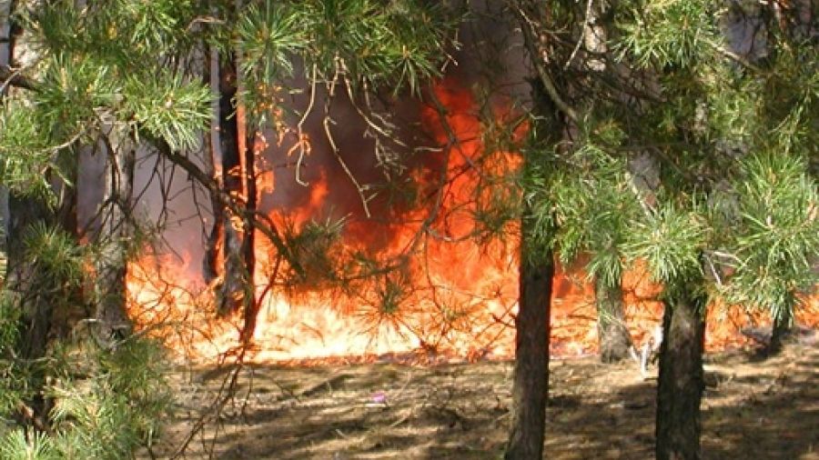 Wildfire Fighter Training Program