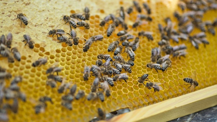 Community education Beekeeping
