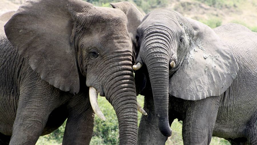 a pair of elephants
