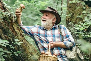 A man picks a mushroom in a tree
