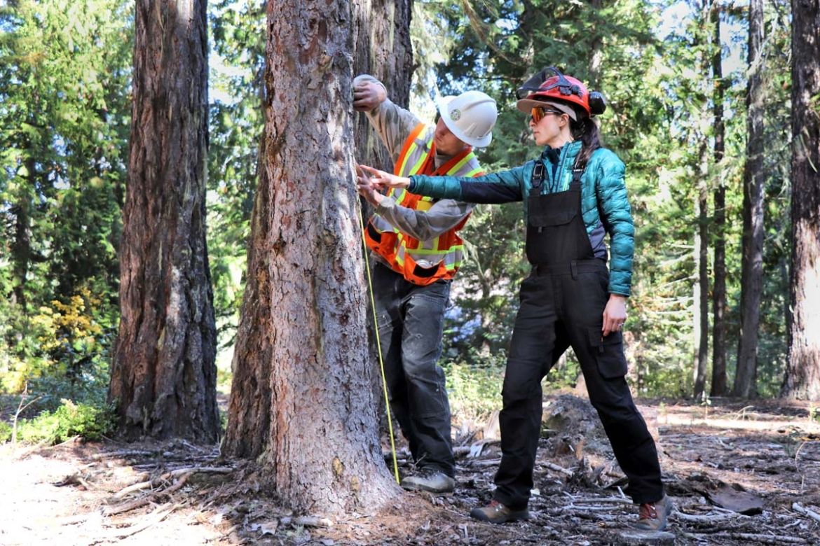 Two students stand in a forest and survey a tree