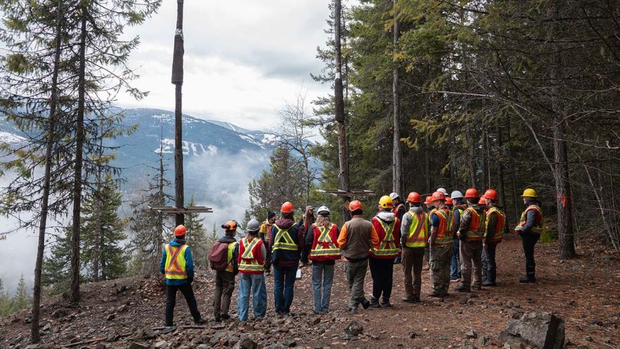 Students wearing orange vests stand in a forest looking at bat roosts.