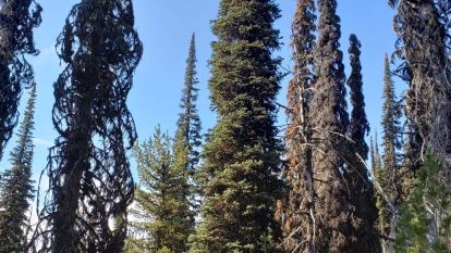 High elevation forest with troubled subalpine fir compared to healthy Engelmann spruce and whitebark pine.