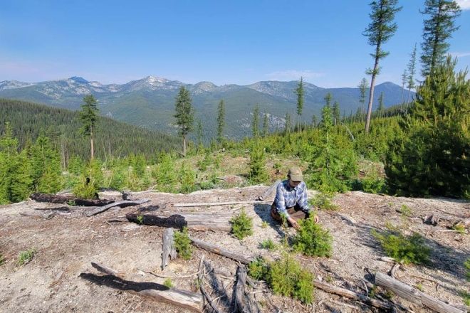 A graduate works in the forest