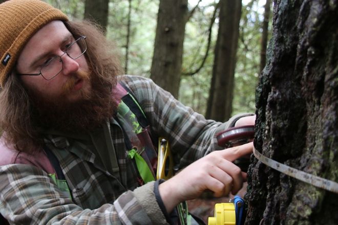 Grandalf the Fir and Forest Technology One